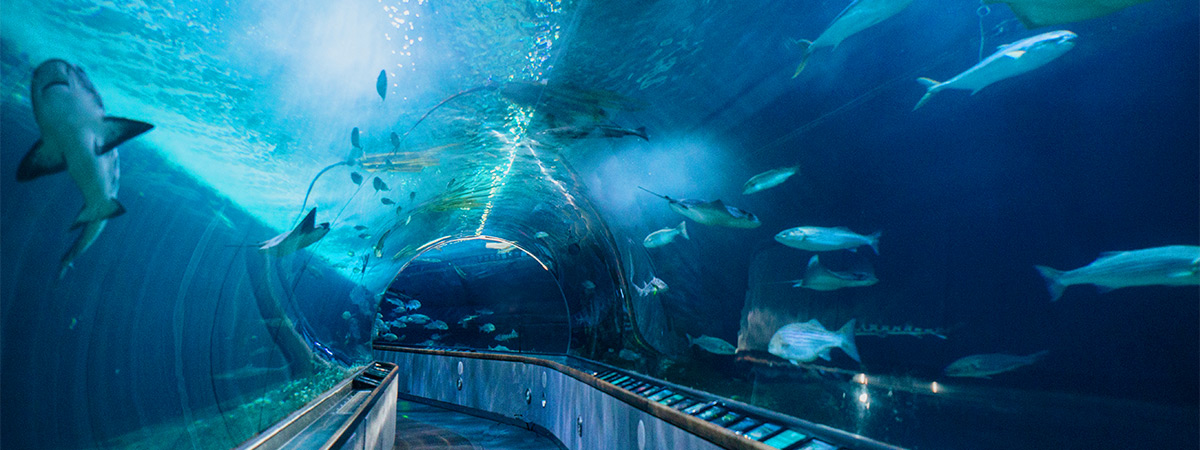 Aquarium of The Bay in Pier 39